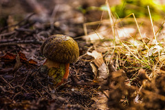 Mushrooms finds