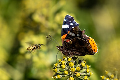 Butterfly and Wasp in my Back garden