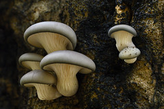 Fungos, Liquens e Cogumelos