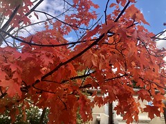 Scarlet leaves, brilliant fall color on 22nd Street NW, Kalorama, Washington, D.C.