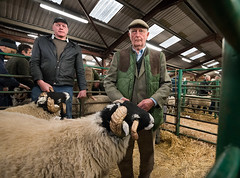 Annual Show and Sale of Swaledale Rams, Kirkby Stephen Auction Mart, 20/10/22