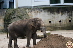 Besuch Nr. 978. am 22-10-2022 in Köln (Zoo)