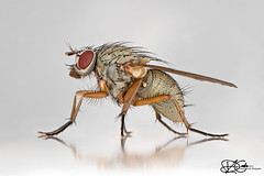 Flies (Diptera)