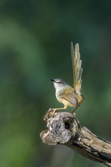 灰頭鷦鶯-Prinia flaviventris