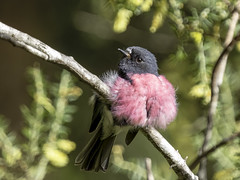 Birds of Tasmania