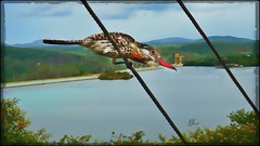 Rapazinho-dos-velhos - Spot-backed Puffbird