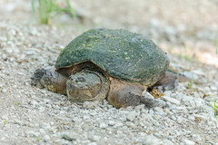 REPTILES - Snapping Turtle