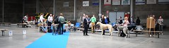 Belgian Top Sighthound Show 2022 / Herve
