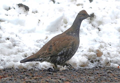 Birds and Wildlife of Union County Oregon