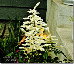 CHINESE ASTILBE FLOWERS
