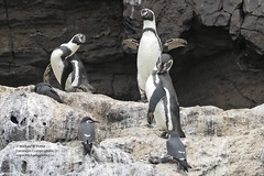 Bird Families: Penguins (Spheniscidae)