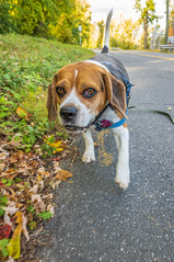 Beagle Walks 17