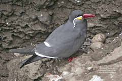 Birds of Peru, South America