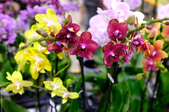 Exposition Internationale D'orchidées