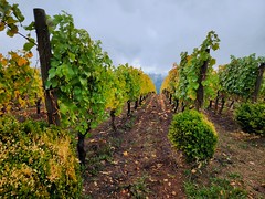 Willamette wineries 