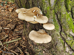 Mushroom at Roslin