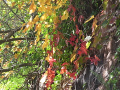 Fall Foliage, Harsimus Branch and Embankment, Jersey City, New Jersey