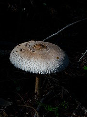 fungi of Portugal