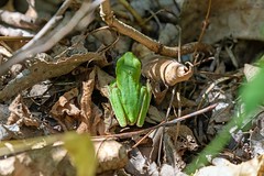 10-4-2022 Green Treefrog (Hyla cinerea)