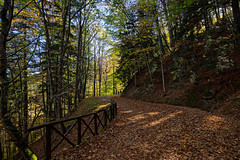 Parco nazionale delle Foreste Casentinesi, Monte Falterona e Campigna