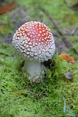 Fungi & Mushrooms