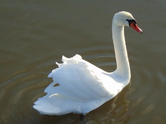 Swans and ducks, Świdnica.