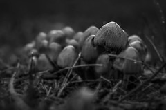 11. Mushrooms (Nov)