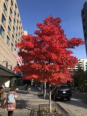 Tree with brilliant red leaves, fall at Ritz Carlton West End, 22nd Street NW, Washington, D.C.