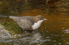 Scottish Dippers
