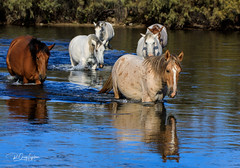The WIld Horses of Salt River