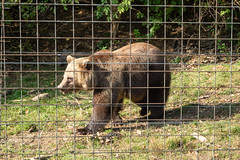 Libearty Bear Sanctuary | Romania