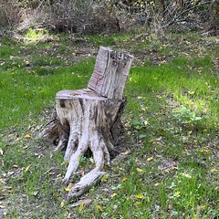 Tree Stump Chair (San Antonio, Texas)