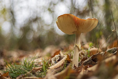 11. Fungi at RSPB, Sandy, England (10-11-22)