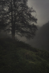 Nebel/Misty