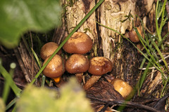 Fungi (and apples) at Wern Claypit November 2022