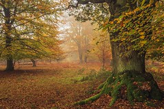 Epping Forest Autumn 2022