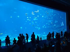 2022-11-11 - Georgia Aquarium