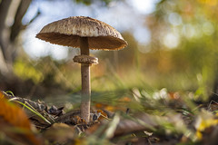  11. Fungi at RSPB, Sandy, England (18-11-22)