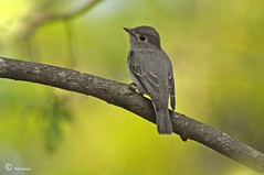 Old World Flycatchers and Chats