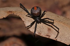 Red backed spider