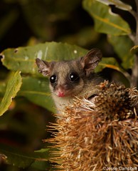 Pygmy Possums (Burramyidae)