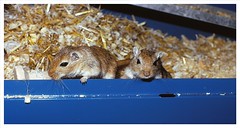When one had Gerbils as pets.