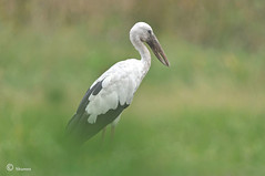 Storks 