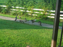 A Gang of Wild Turkeys