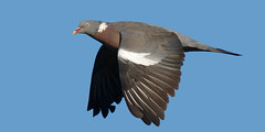 Wood Pigeon / Pigeon Ramier