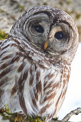 Owl in my Back Yard - November 20, 2022
