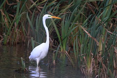 Egrets (Ardeidae)