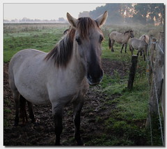 Paarden - horses