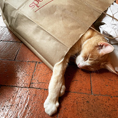 Cat in a bag!