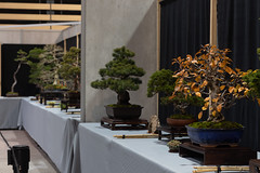Exposition de l'école de l'art du bonsaï, JapanTouch 2021